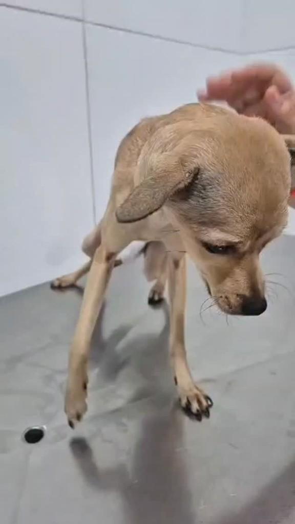 Filhotinha, cachorro de porte pequeno para adoção em Itabuna - BA