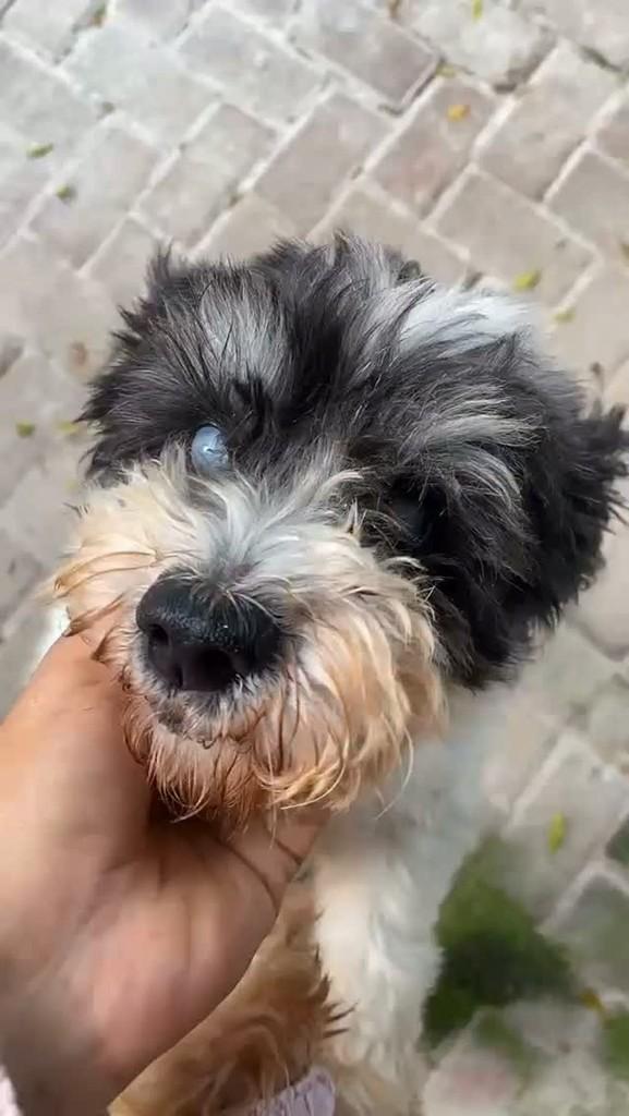 Oscar, cachorro de porte pequeno para adoção em Itabuna - BA