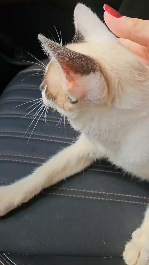 Menininho, gato para adoção em Itabuna - BA