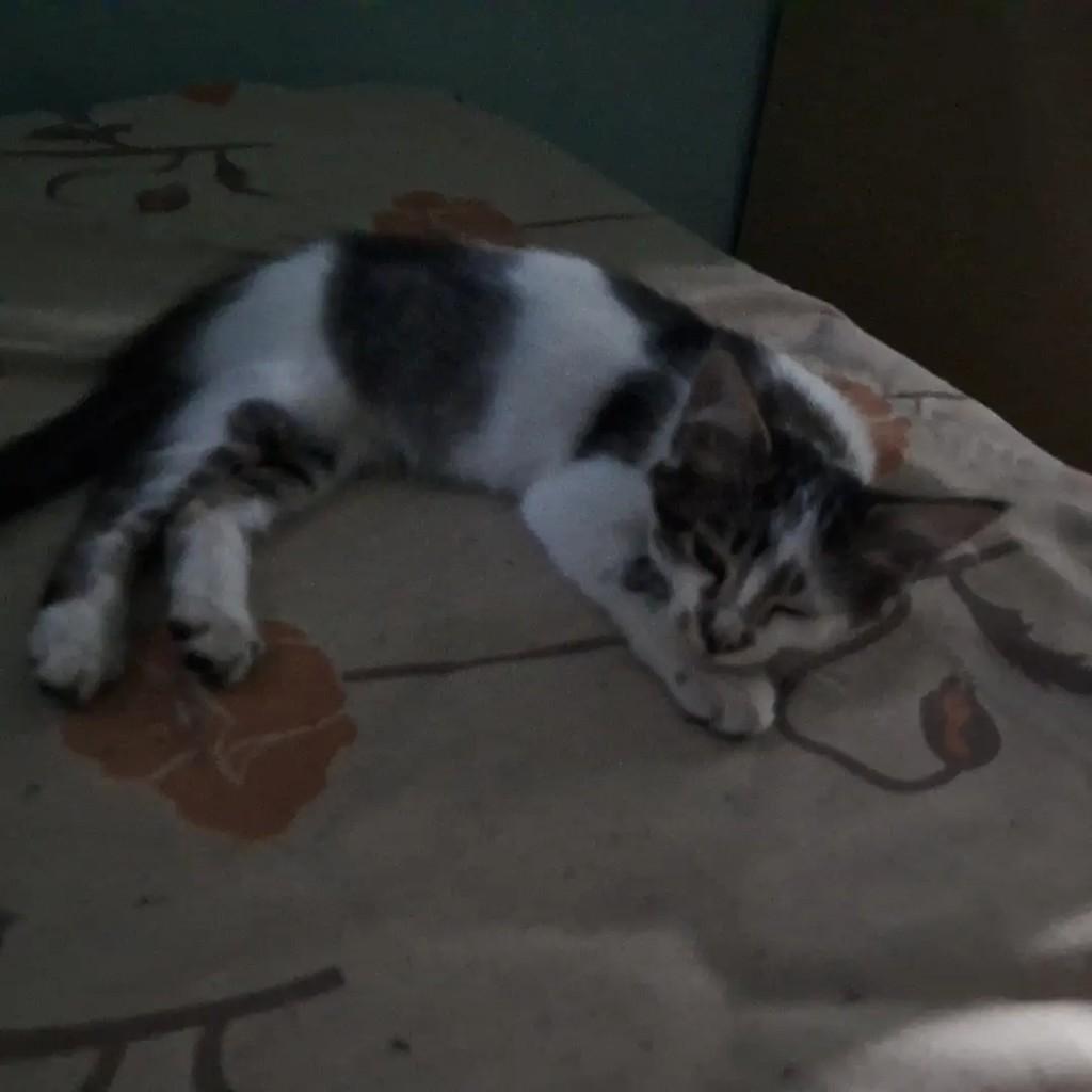 O Macho, gato de porte grande para adoção em Itabuna - BA
