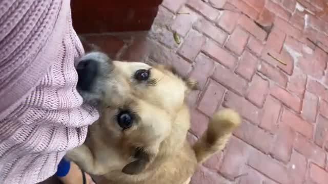 Menininho, cachorro de porte pequeno para adoção em Itabuna - BA