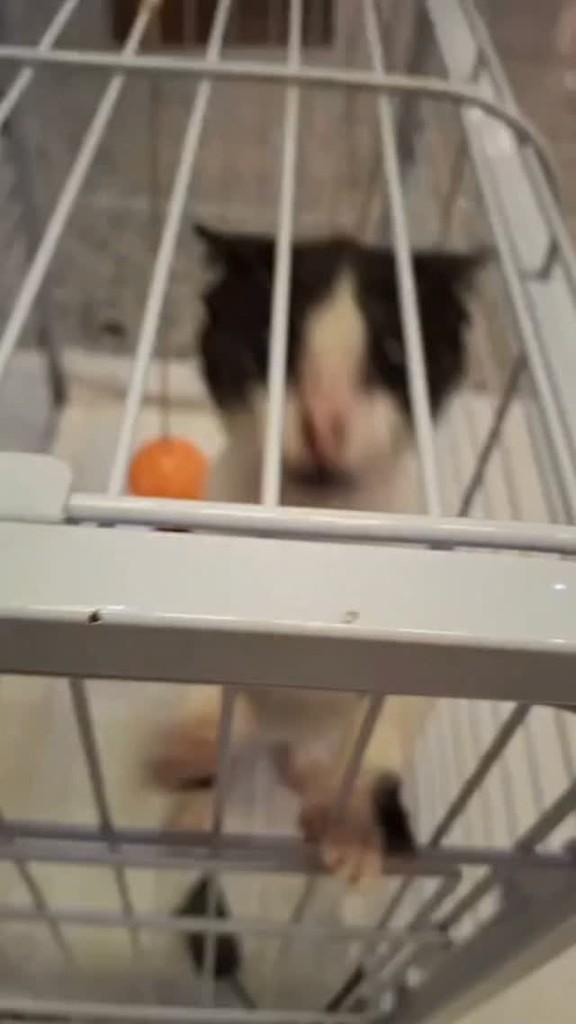 Menininha, gata de porte pequeno para adoção em Itabuna - BA