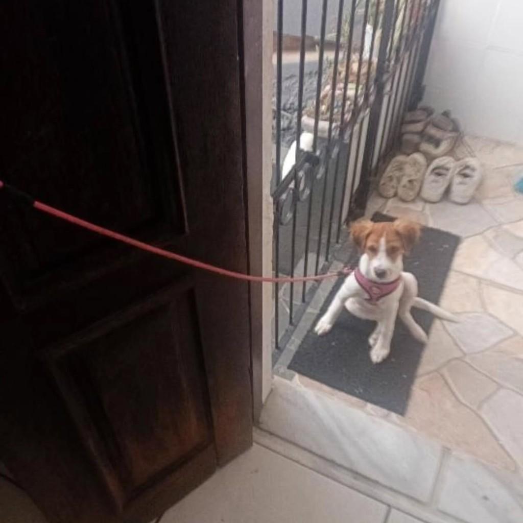 Belinha, cachorro de porte pequeno para adoção em Itabuna - BA