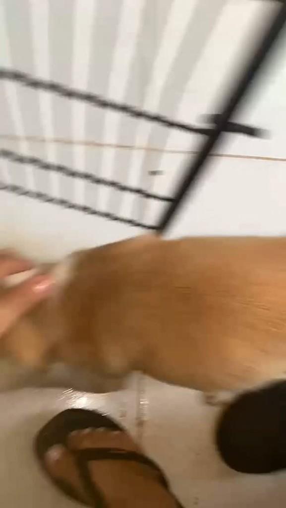 Menininha, cachorro de porte médio para adoção em Itabuna - BA