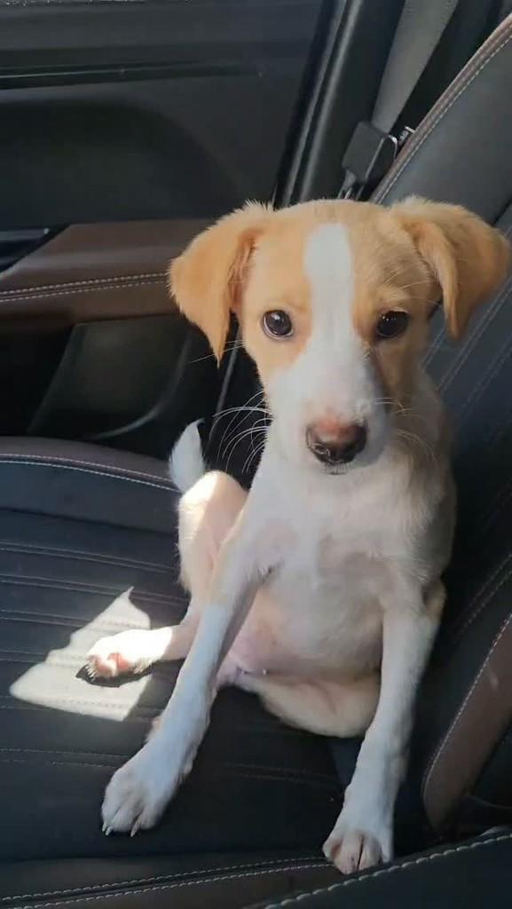 Princesa, cachorro de porte médio para adoção em Itabuna - BA