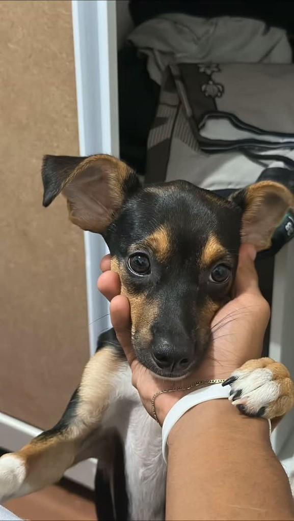 Luna, cachorro de porte pequeno para adoção em Itabuna - BA