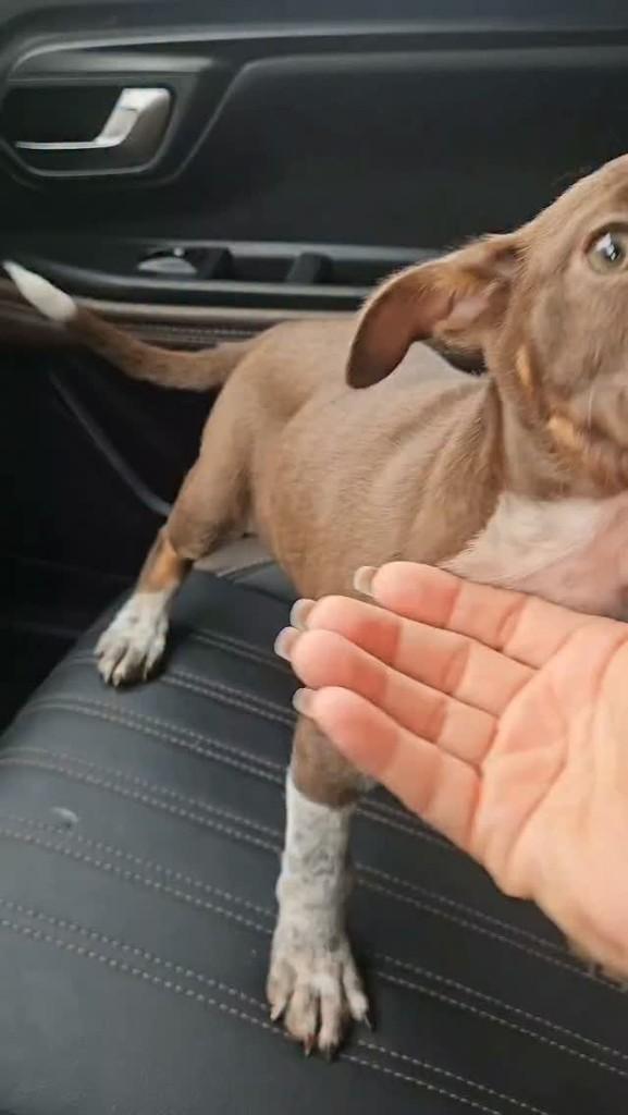 Princesinha, cachorro de porte pequeno para adoção em Itabuna - BA