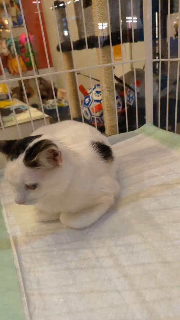 Mocinha, gata de porte pequeno para adoção em Itabuna - BA