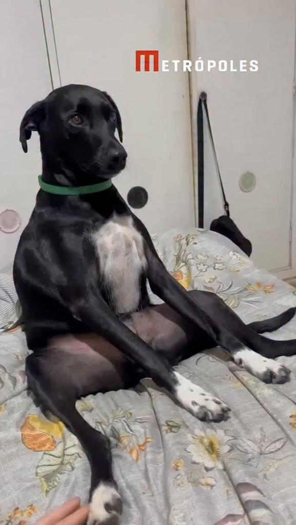 Pitoco, cachorro de porte médio para adoção em Itabuna - BA