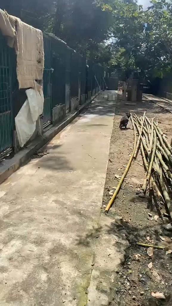 Júlia, cachorro de porte pequeno para adoção em Itabuna - BA