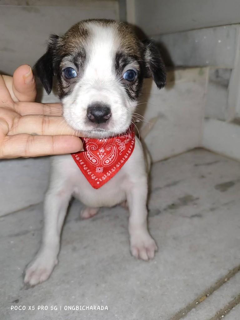 Menininho Forte, cachorro de porte médio para adoção em Itabuna - BA
