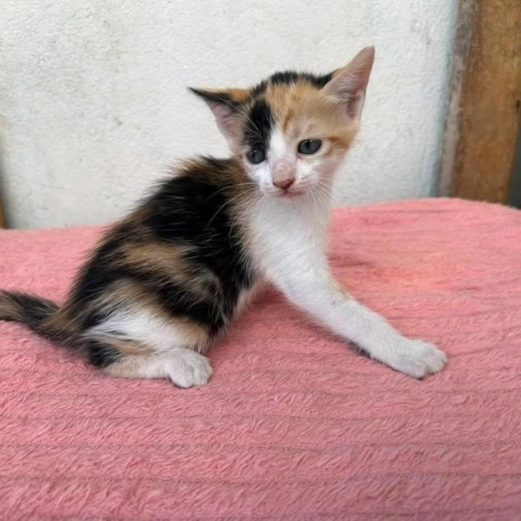 Filhotinha, gata de porte pequeno para adoção em Itabuna - BA
