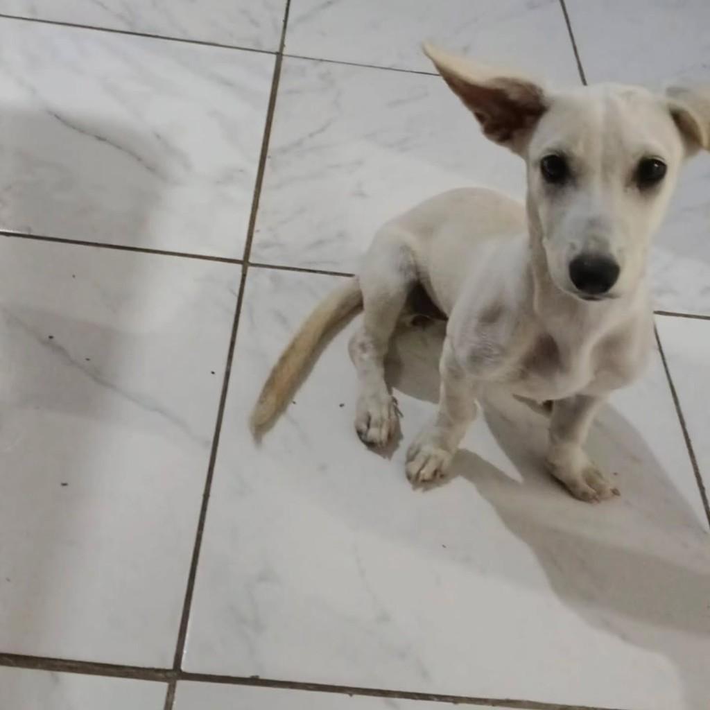 Lista, cadela de porte pequeno para adoção em Itabuna - BA