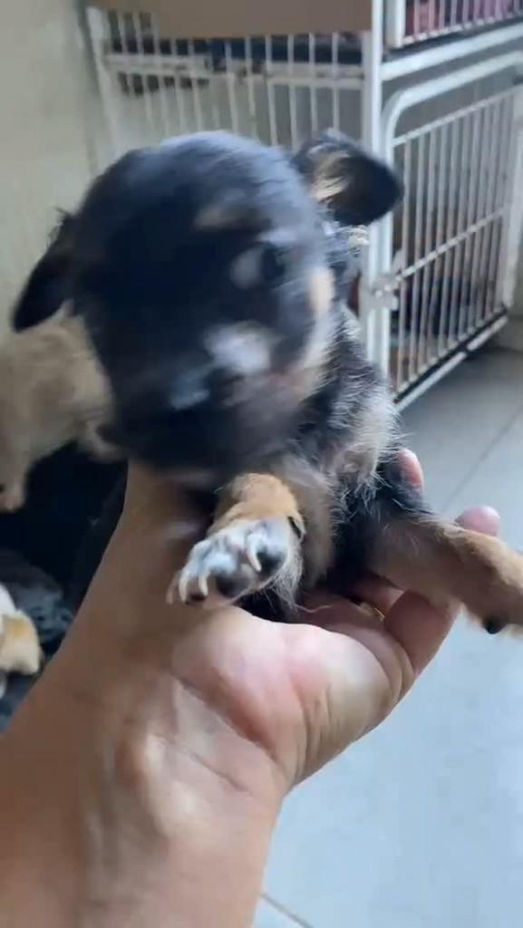Cuscuz, cachorro de porte pequeno para adoção em Itabuna - BA