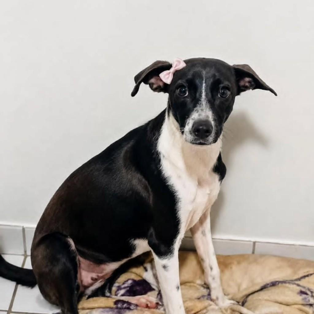 Cadalinha, cachorro de porte médio para adoção em Itabuna - BA