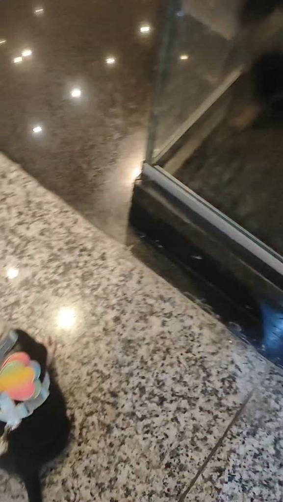 Sorvetinho, gata de porte pequeno para adoção em Itabuna - BA