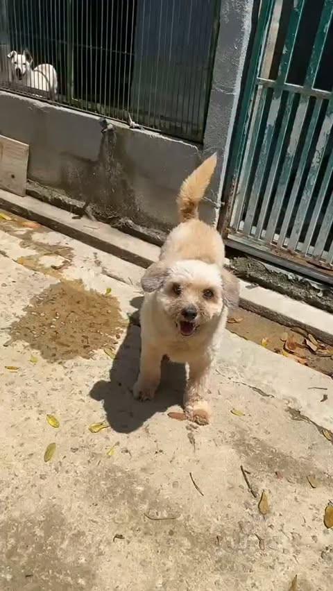 Amora, cachorro de porte médio para adoção em Itabuna - BA