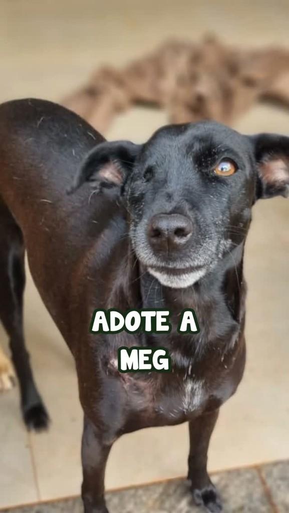 Meg, cadela de porte pequeno para adoção em Brasília - DF
