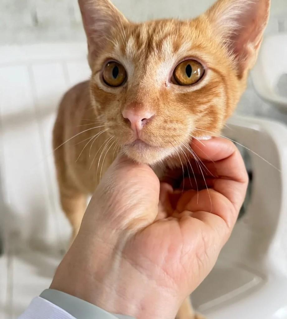 Garfield, gato para adoção em Niterói - RJ