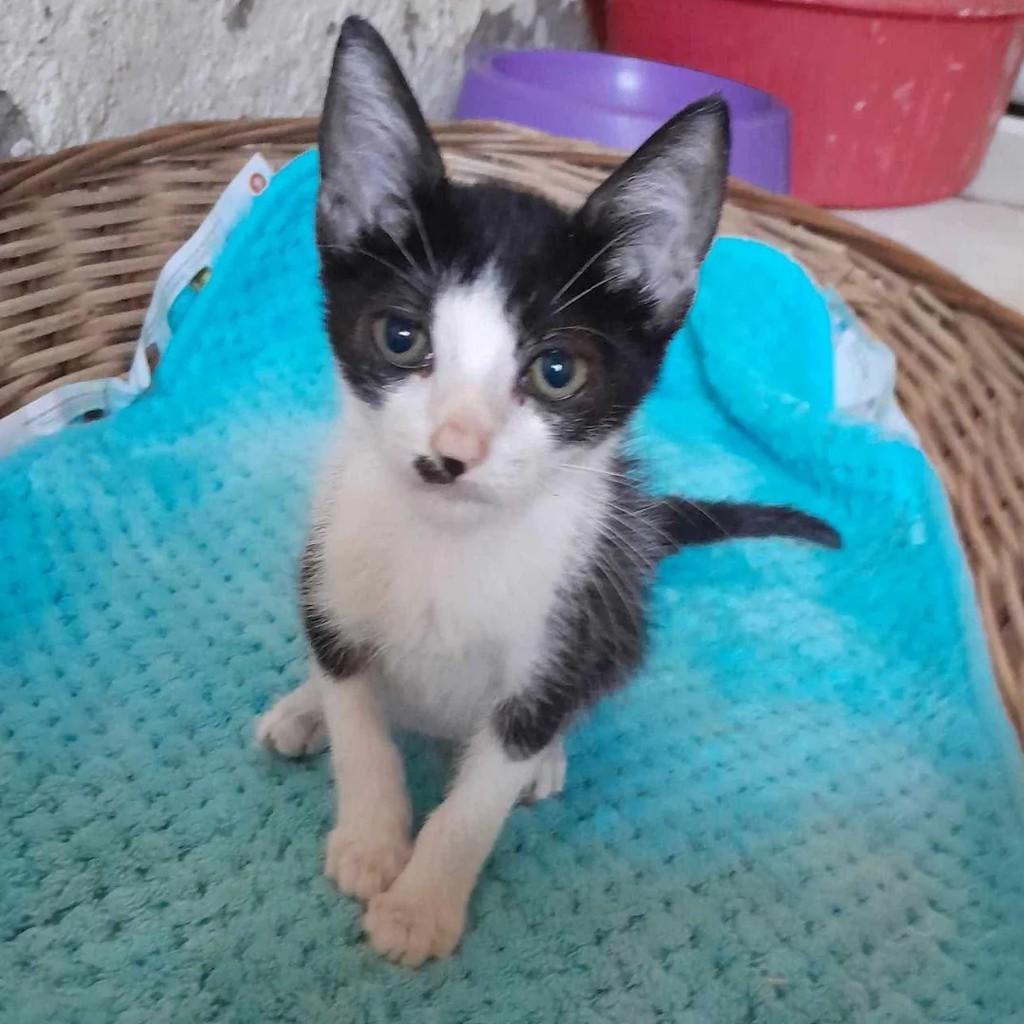 Sofia, gata de porte pequeno para adoção em Niterói - RJ