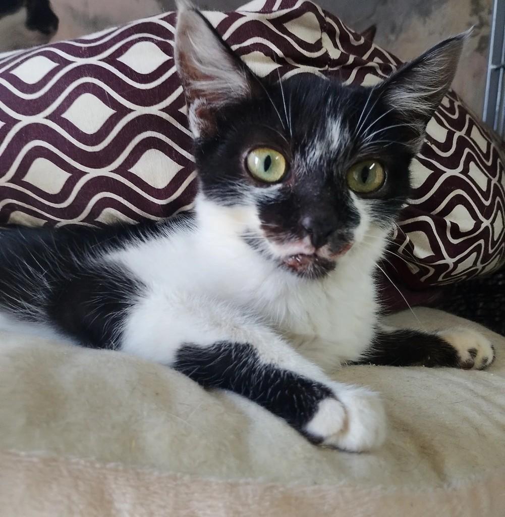 Vasco, gato de porte pequeno para adoção em Niterói - RJ