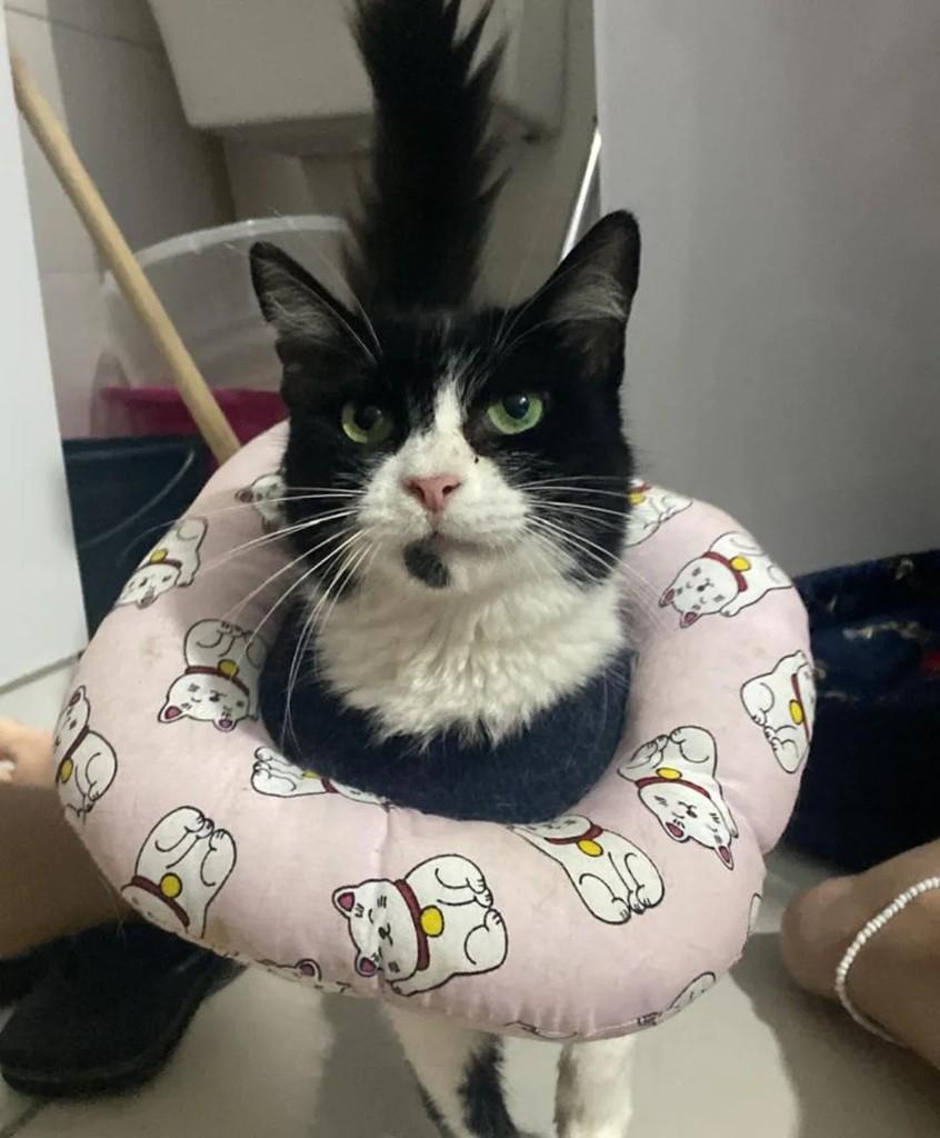 Flora, gato de porte médio para adoção em Niterói - RJ