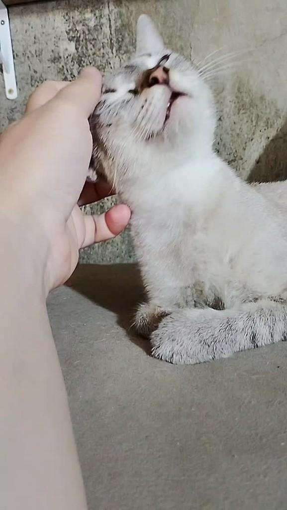 Princesinha, gato de porte pequeno para adoção em Niterói - RJ