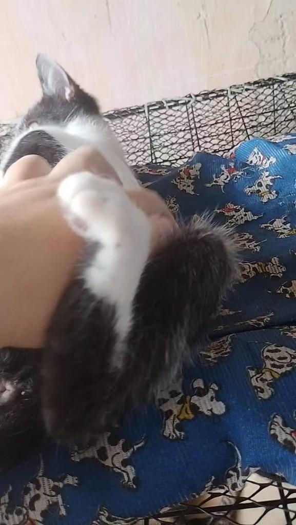 Anjo, gato de porte pequeno para adoção em Niterói - RJ
