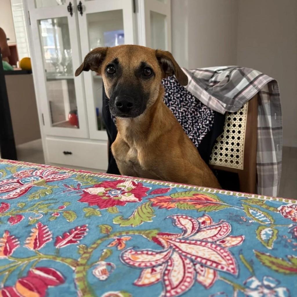 Caramelinha, cachorro de porte médio para adoção em Niterói - RJ