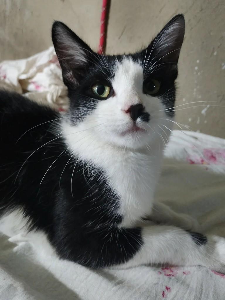 Joaquim, gato para adoção em Niterói - RJ