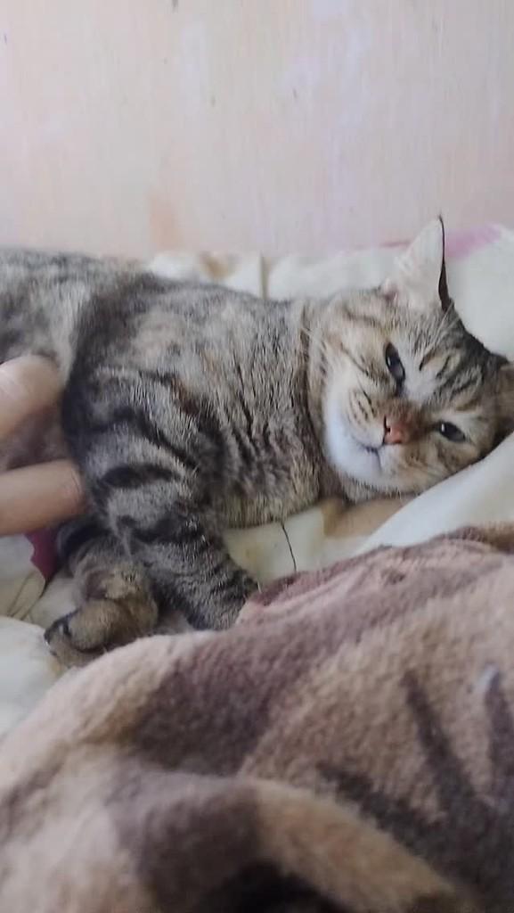 Margarida, gata de porte pequeno para adoção em Niterói - RJ