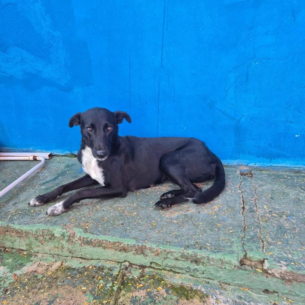 Pretinha, cachorro de porte médio para adoção em Niterói - RJ