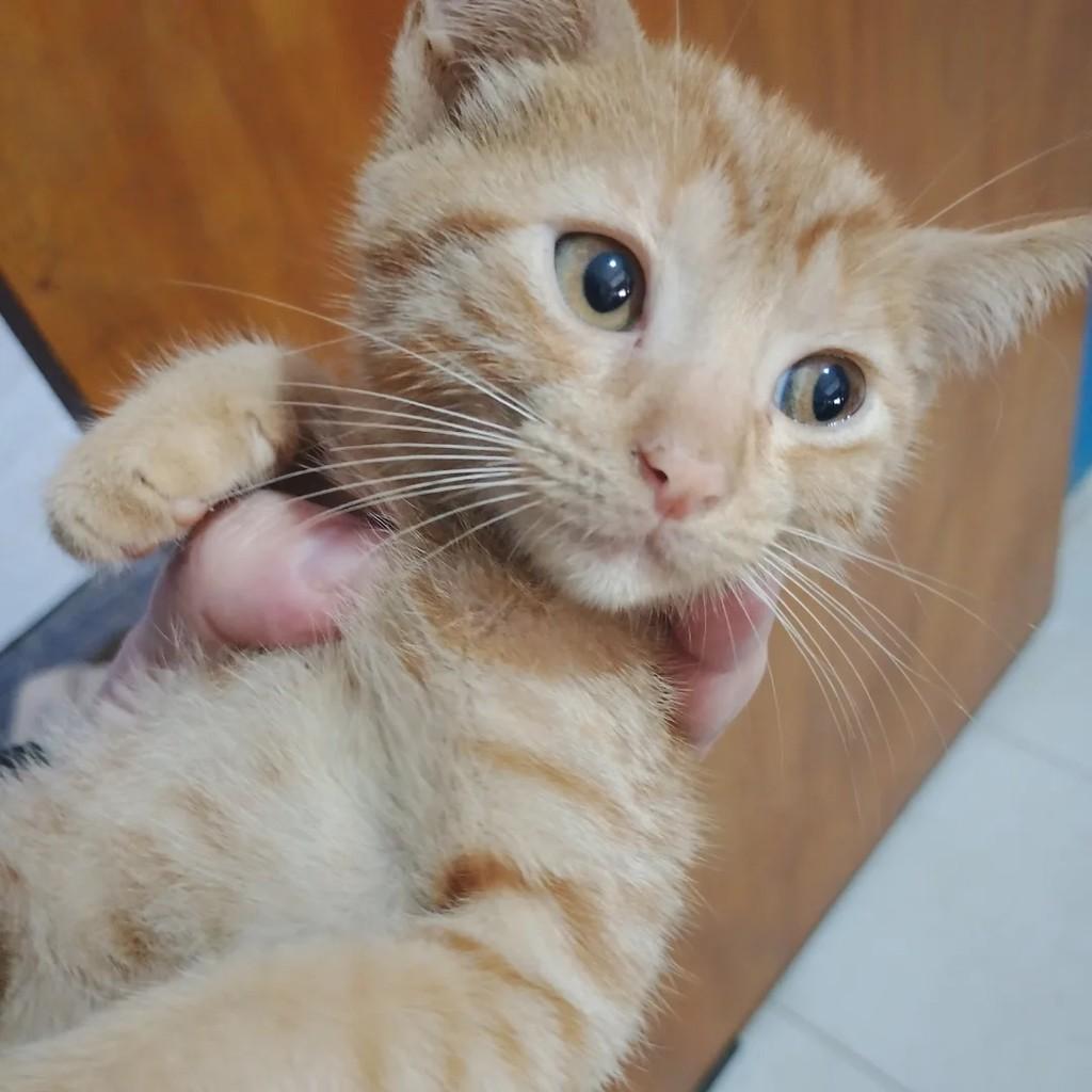 Baconzitos, gato de porte pequeno para adoção em Niterói - RJ