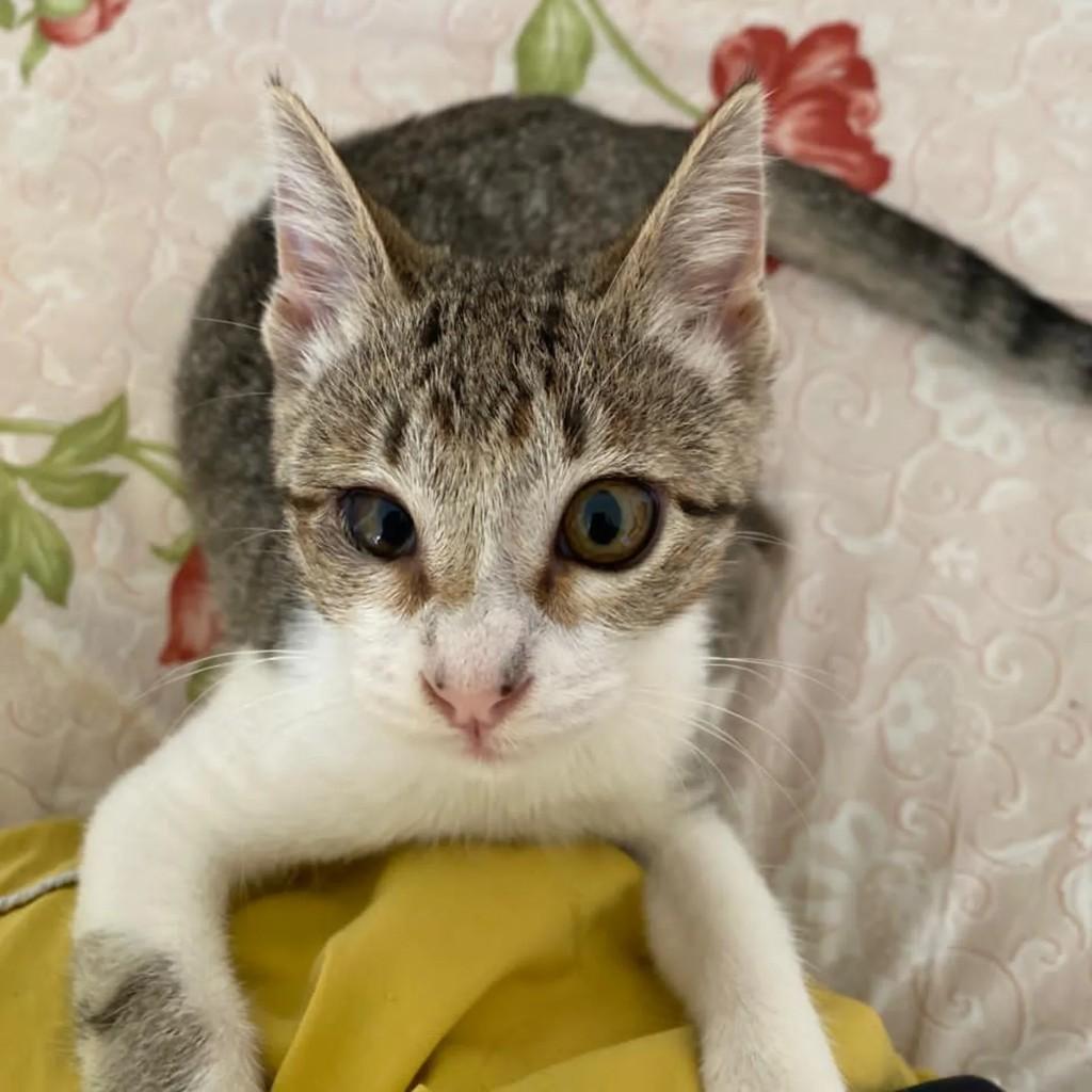 Jurema, gata para adoção em Niterói - RJ