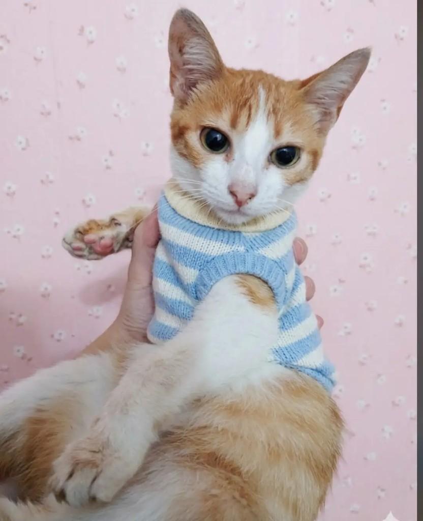 Caroline, gato de porte médio para adoção em Niterói - RJ