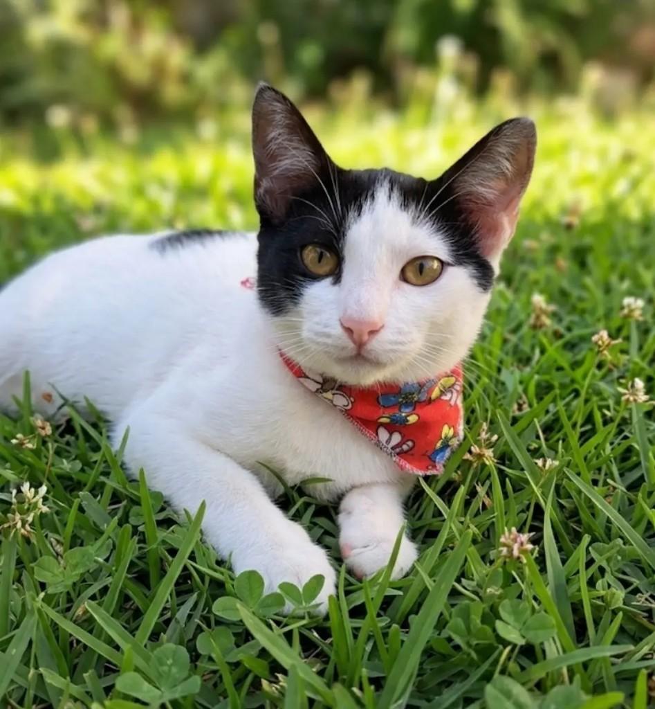 Mel, gata de porte pequeno para adoção em Niterói - RJ