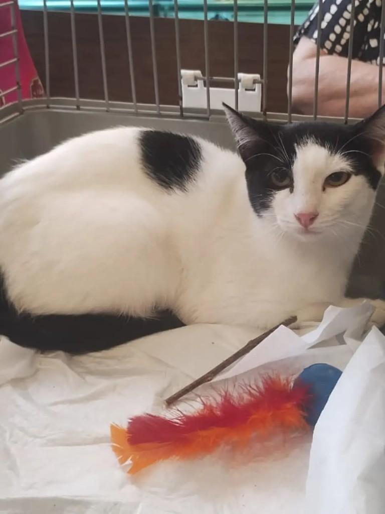 Frajolinha, gata de porte pequeno para adoção em Niterói - RJ