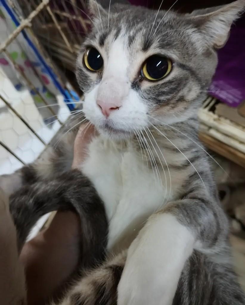 Mia, gata de porte pequeno para adoção em Niterói - RJ