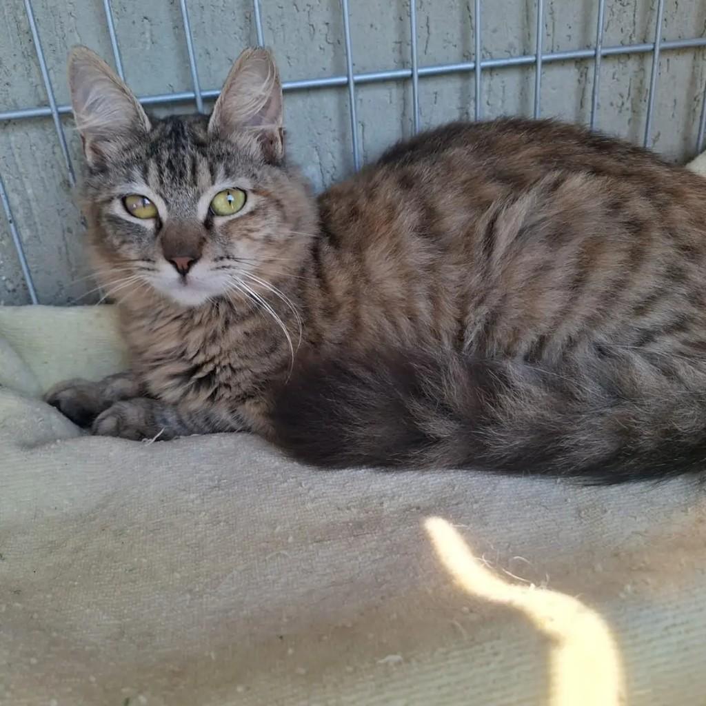 Princesa, gata de porte pequeno para adoção em Santa Rosa - RS