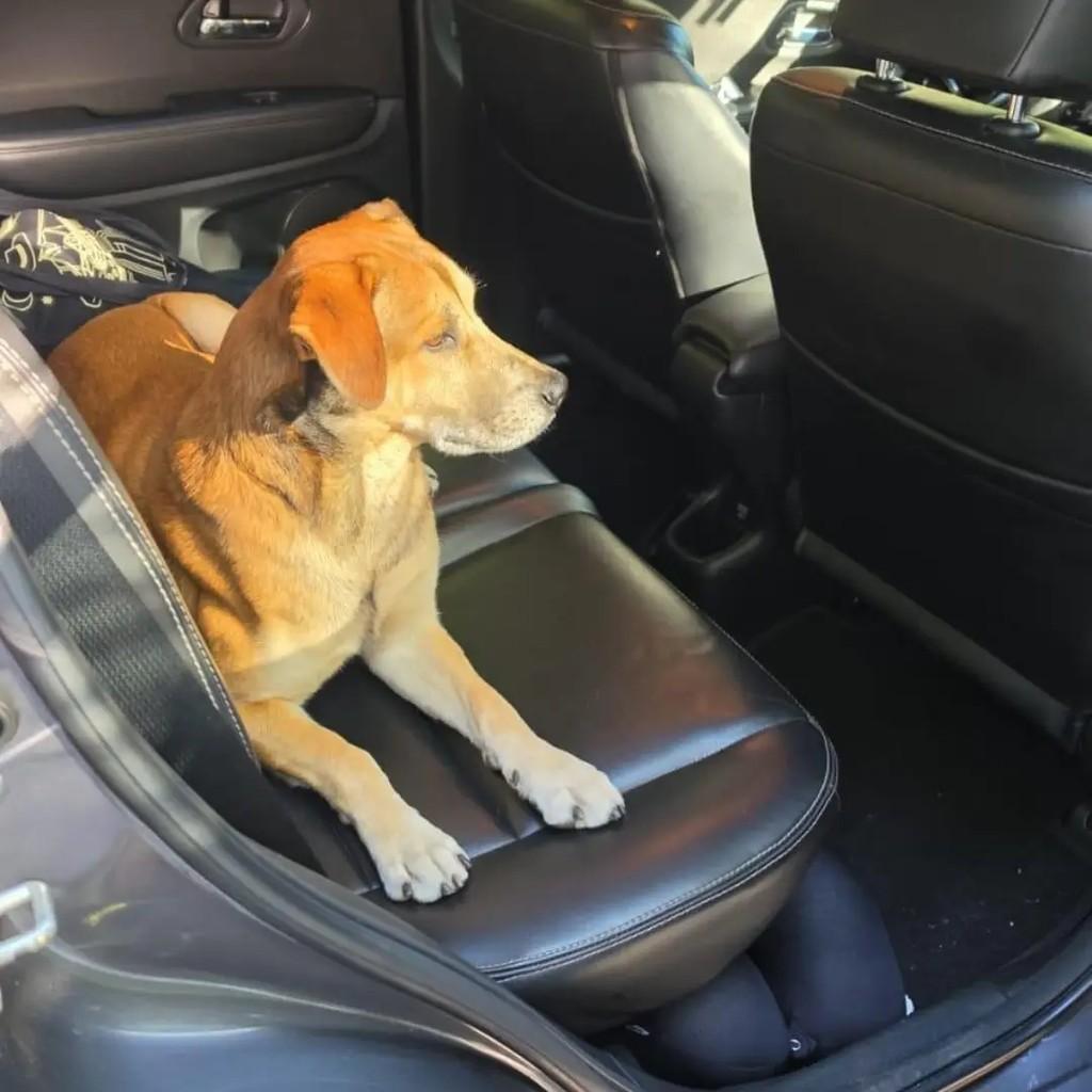 Doguinho, cachorro de porte médio para adoção em Niterói - RJ