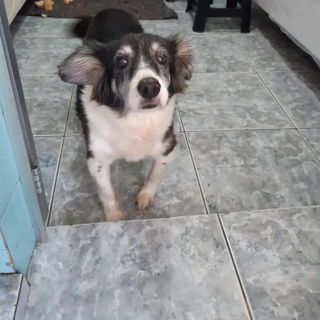 Zeca, cachorro de porte pequeno para adoção em Niterói - RJ