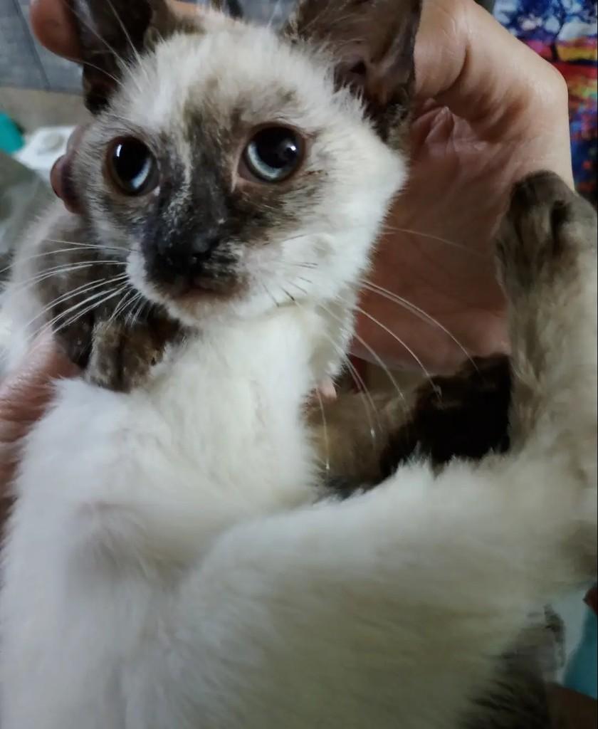 Maria Vitória, gato de porte pequeno para adoção em Niterói - RJ