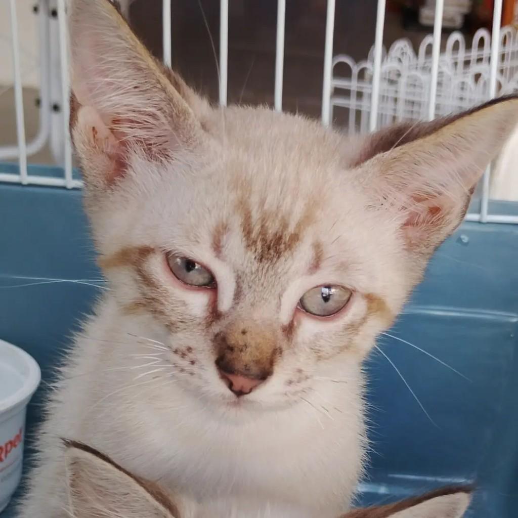 Floopy, gato de porte pequeno para adoção em Santa Rosa - RS