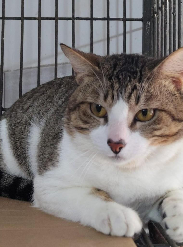 Lindão, gato de porte pequeno para adoção em Niterói - RJ