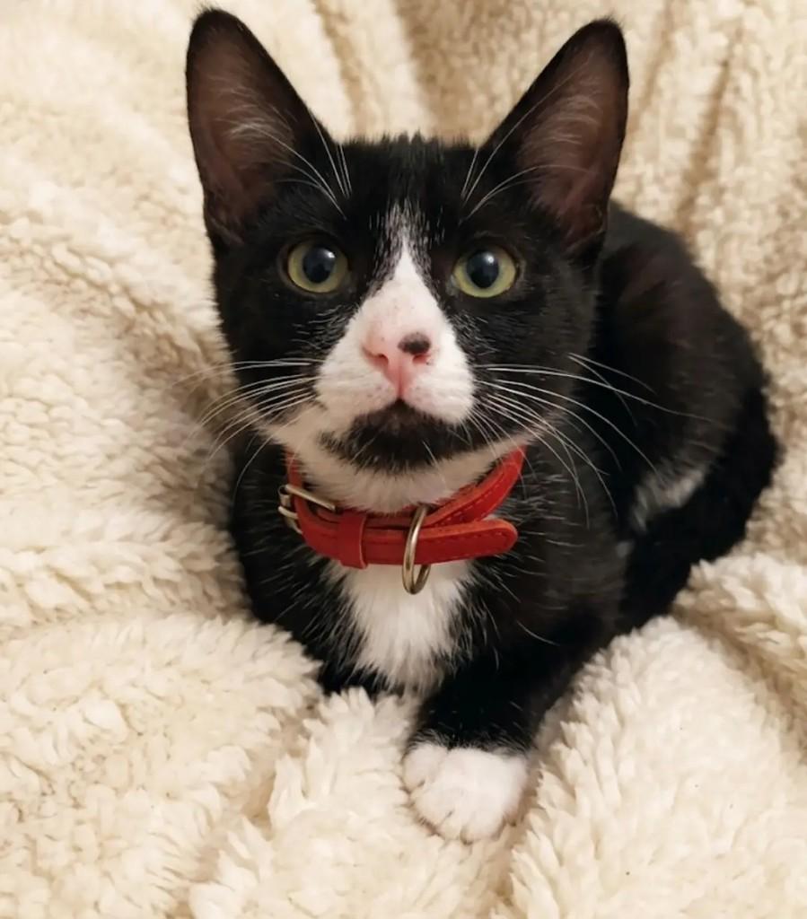 Bob, gato de porte pequeno para adoção em Niterói - RJ
