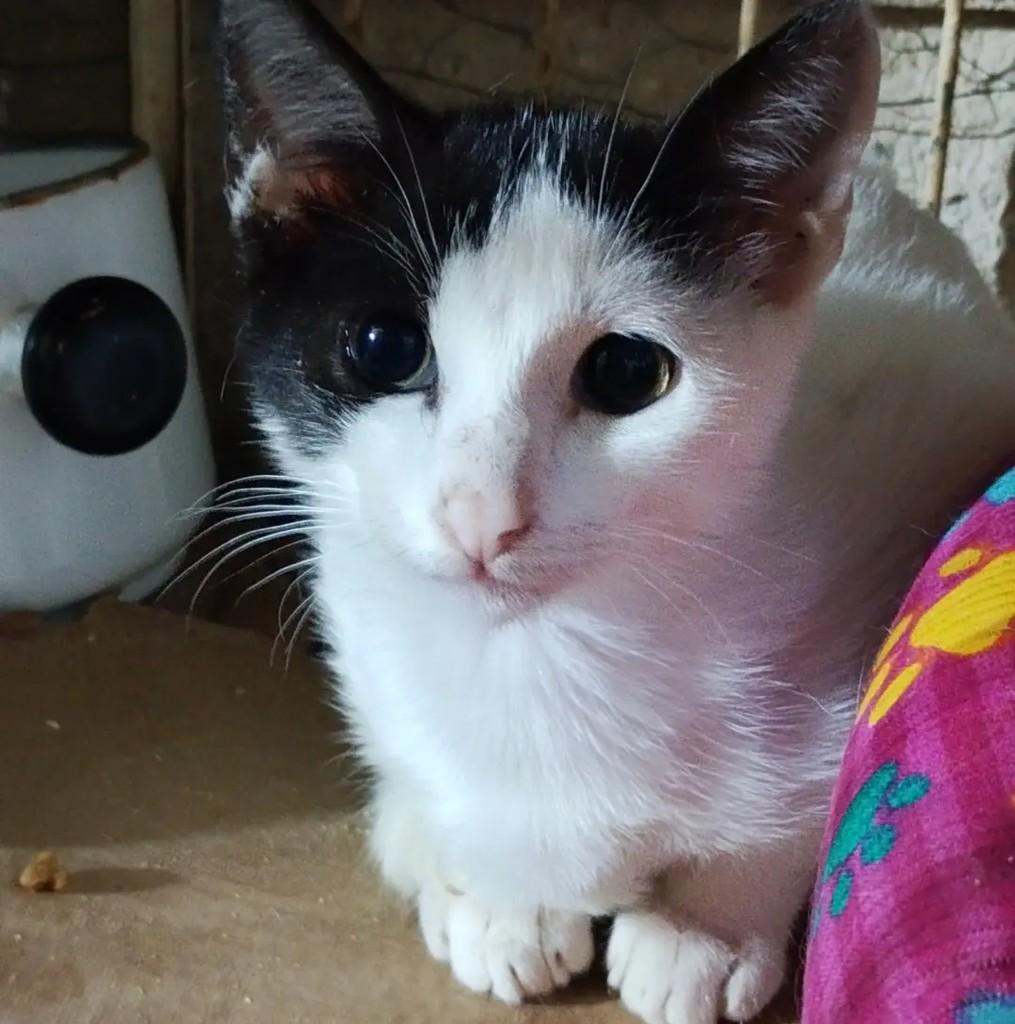 Beto, gato de porte pequeno para adoção em Niterói - RJ