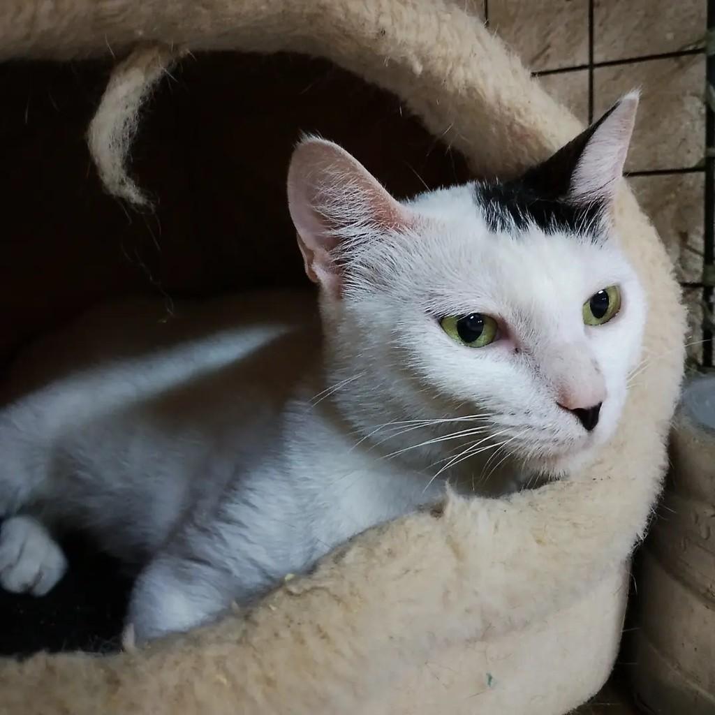 Duda, gata de porte pequeno para adoção em Niterói - RJ
