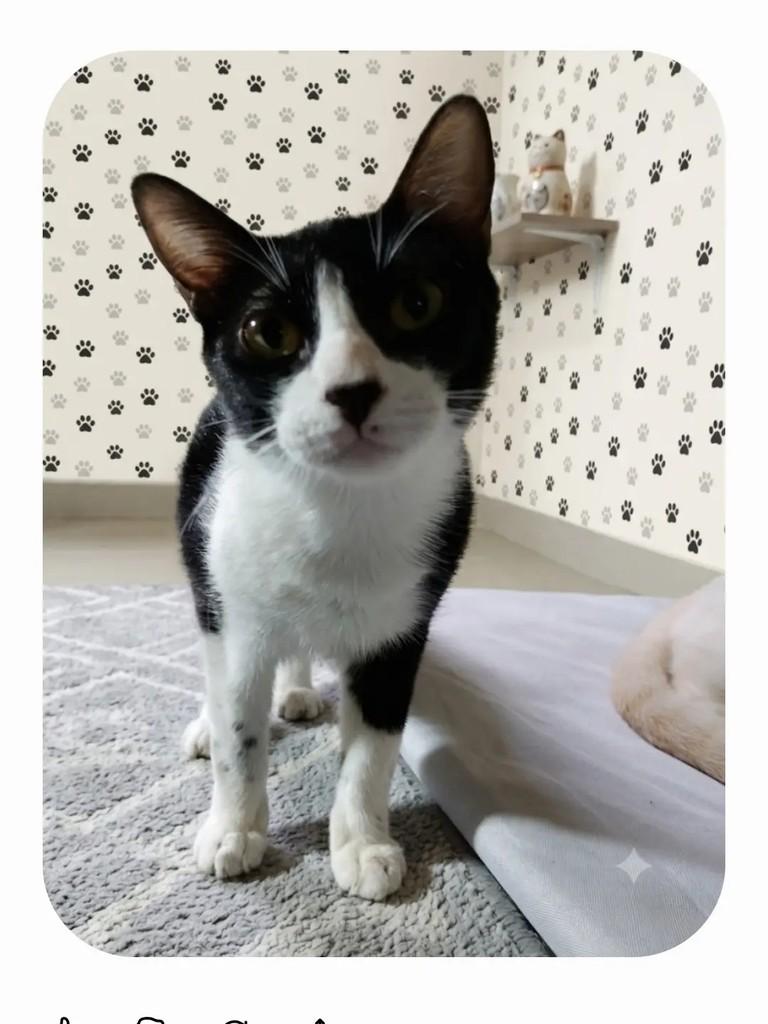Bellani, gato de porte pequeno para adoção em Niterói - RJ