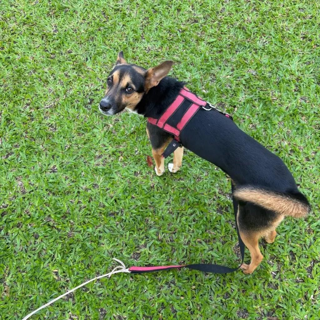 Miadela, cadela de porte médio para adoção em Niterói - RJ