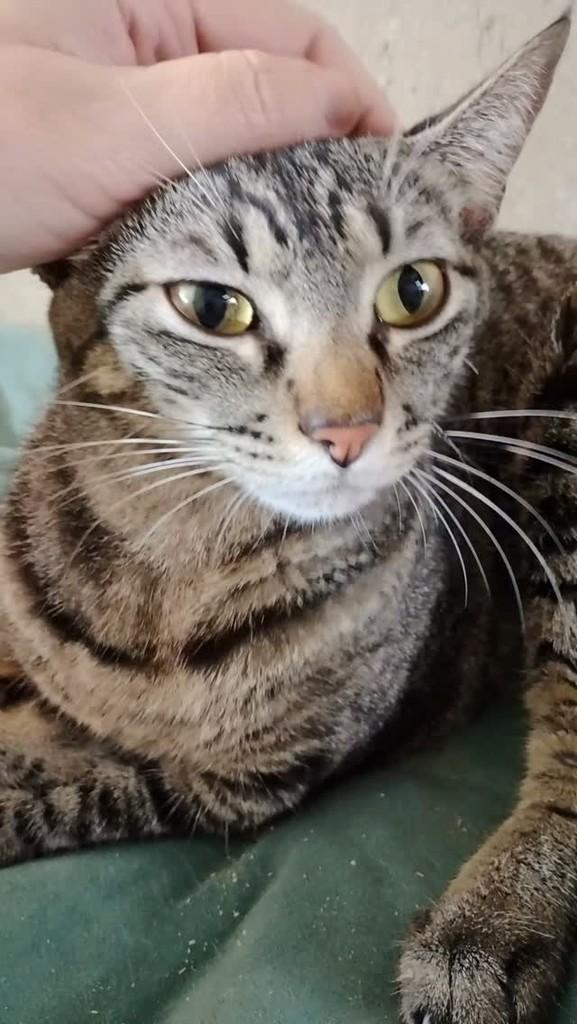 Rebeca, gata de porte médio para adoção em Niterói - RJ